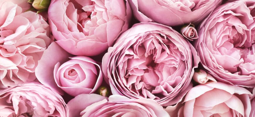 Delicate,Blossoming,Pink,Flowers,,Blooming,Roses,Festive,Background,,Flower,Bouquet